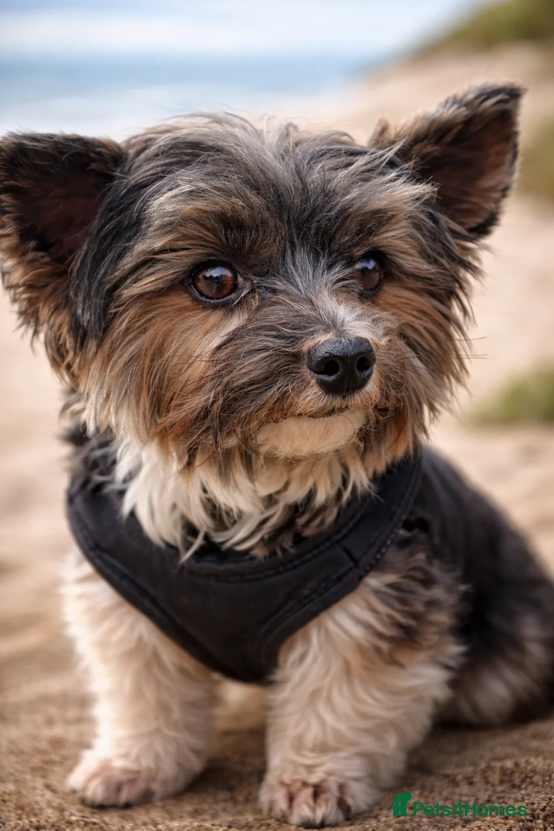 Yorkshire Terrier dogs for stud: Purebred BiewerTerrier/ColourfulYorkie Proven Stud - Advert 1