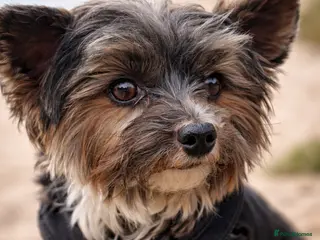 Yorkshire Terrier dogs Purebred BiewerTerrier/ColourfulYorkie Proven Stud - Advert 3