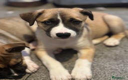 Mixed Breed dogs for sale: Staff x Husky Pup - Image 13