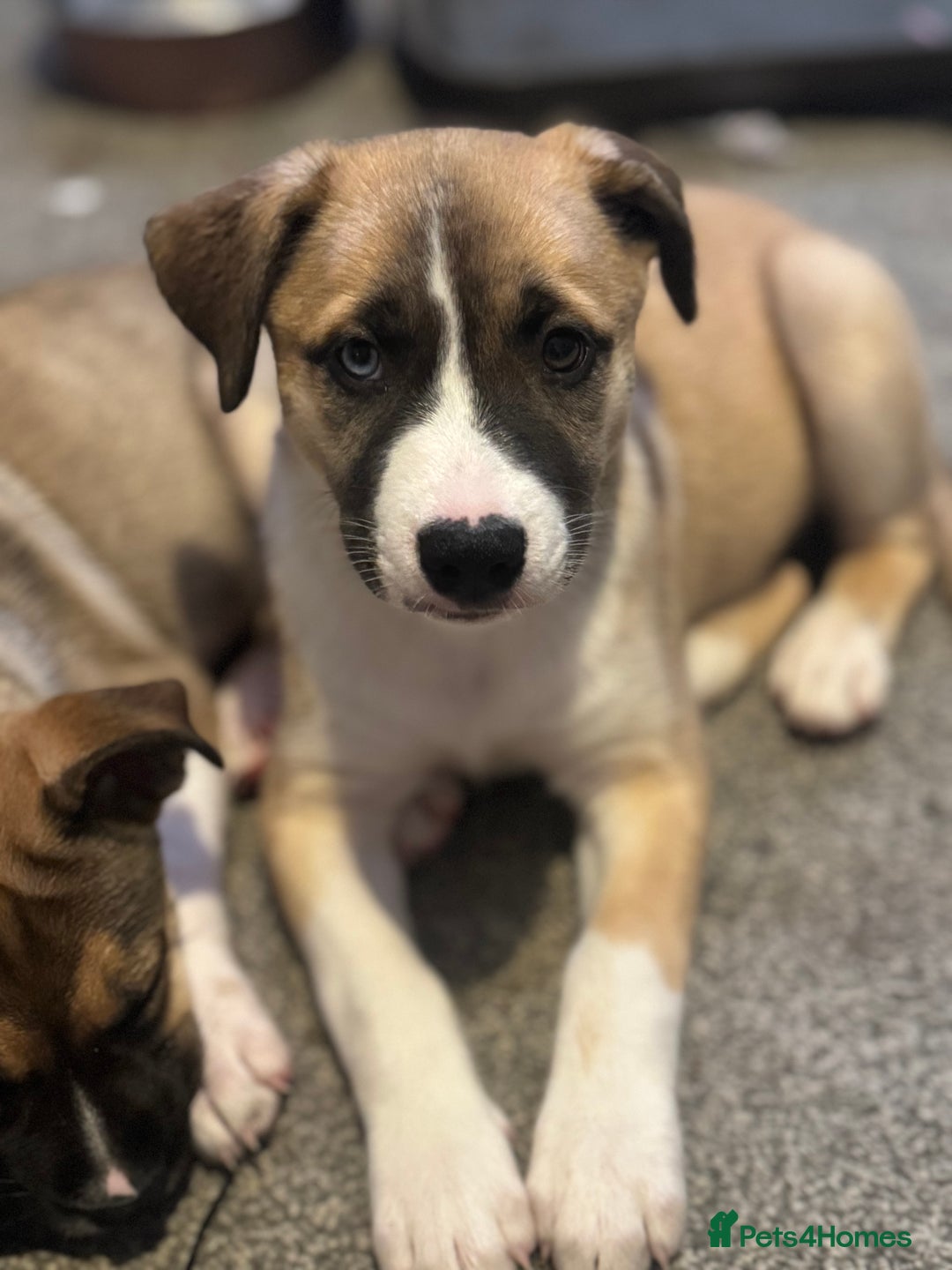 Mixed Breed dogs for sale: Staff x Husky Pup - Image 13