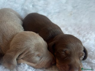 Miniature Dachshund dogs KC Mini Smooth haired Dachshunds - Advert 5