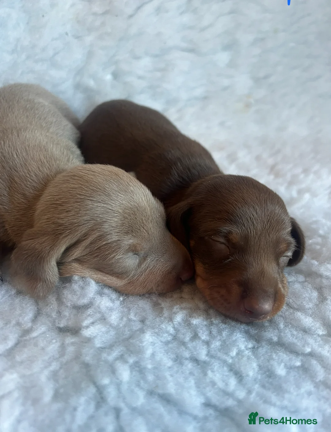 Miniature Dachshund dogs for sale: KC Mini Smooth haired Dachshunds  - Advert 2
