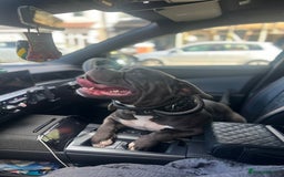 American Bully dogs for sale: Pocket Bully ABKC registered, rehoming - Image 2