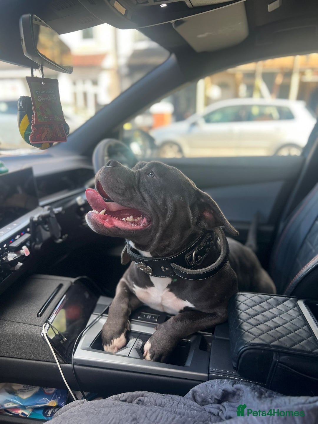 American Bully dogs for sale: Pocket Bully ABKC registered, rehoming - Image 2