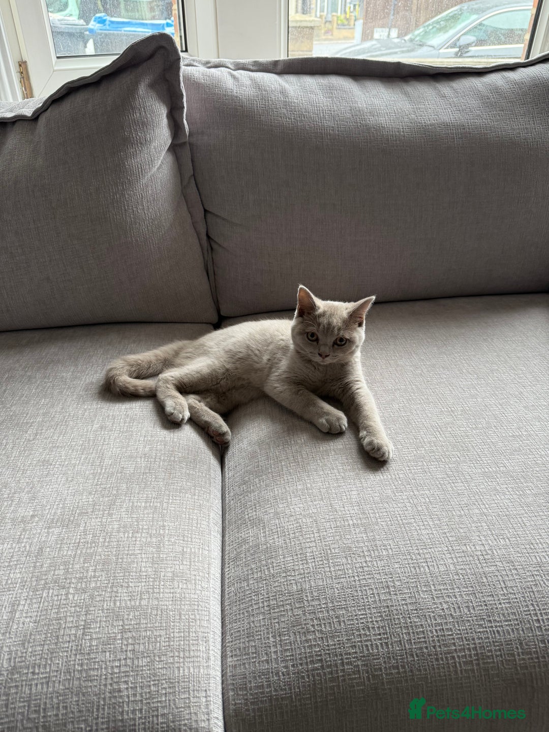 British Shorthair cats for sale: Lilac British Shorthair Kitten - Image 4