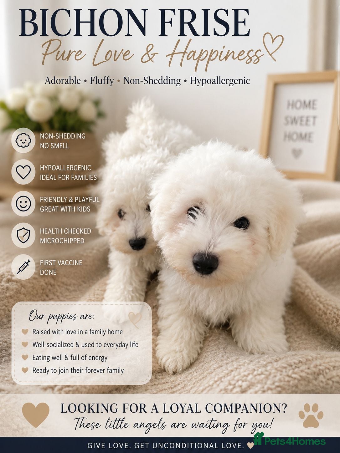 Bichon Frise dogs Bishon frise - Advert 5