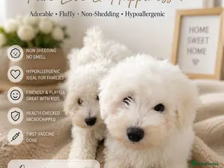 Bichon Frise dogs Bishon frise - Advert 5