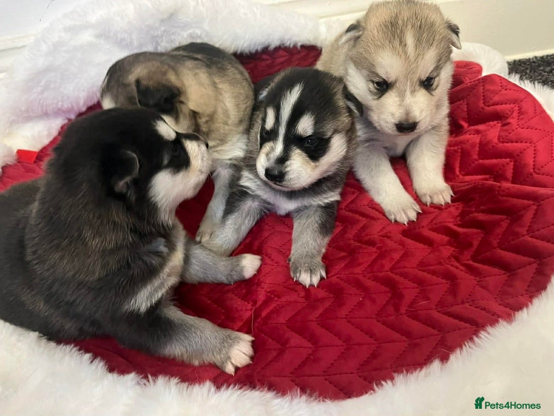 Shepsky dogs for sale: Puppies - Advert 3