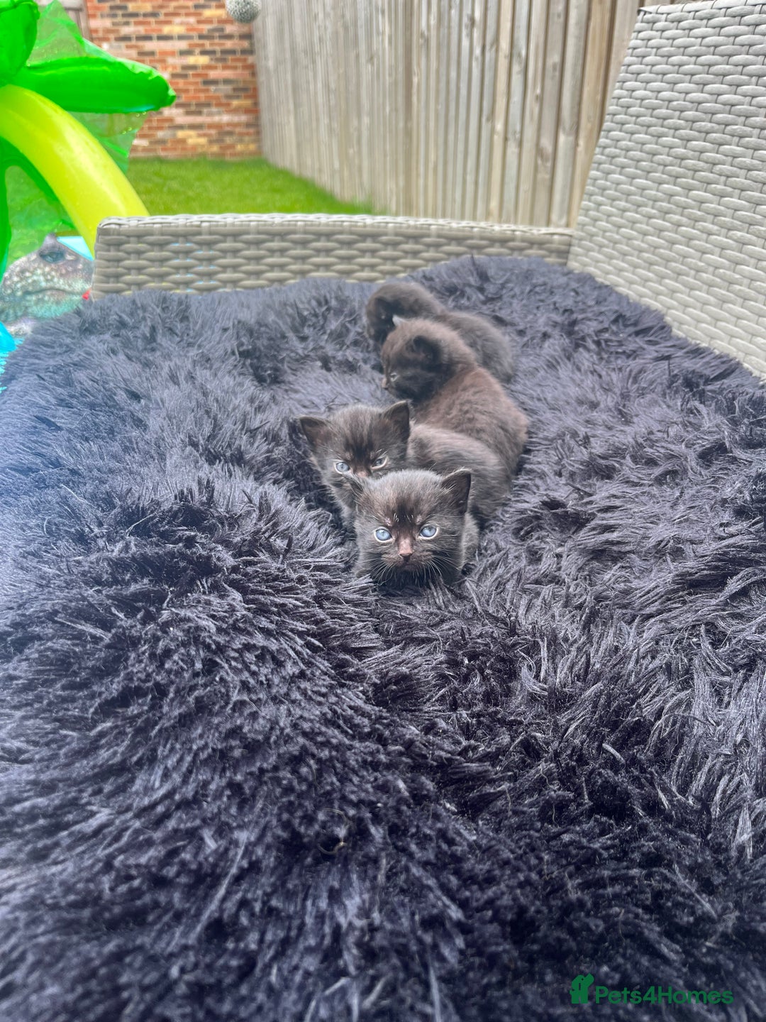 Persian cats for sale: Half Persian Kittens  - Image 12
