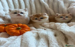British Shorthair cats for sale: 🧡Exceptional golden British Shorthair🧡 - Image 6