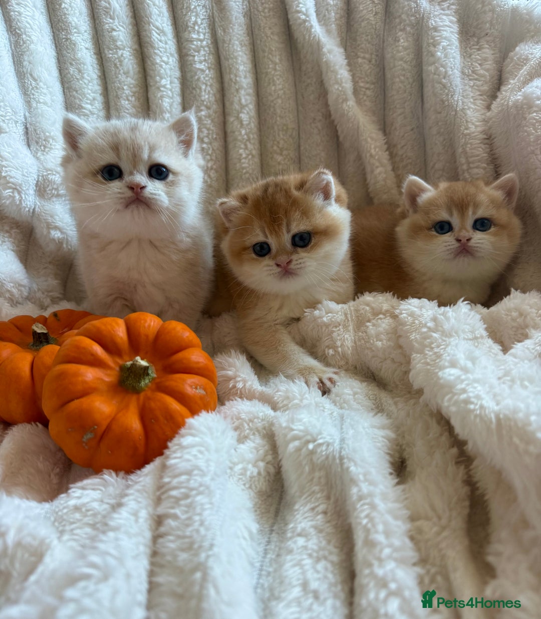 British Shorthair cats for sale: 🧡Exceptional golden British Shorthair🧡 - Image 6