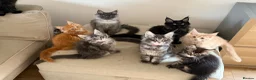 Maine Coon cats for sale: TICCA Registered MaineCoon Kittens  - Advert 12