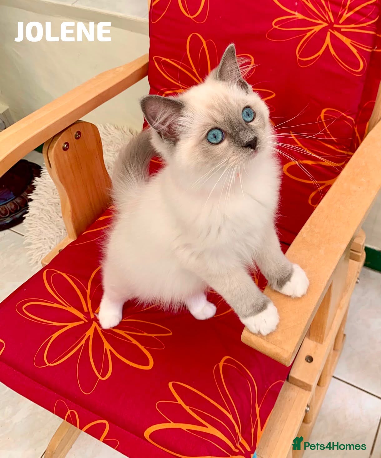 Ragdoll cats Stunning fluffy blue-point ragdoll female kittens  - Advert 11