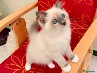 Ragdoll cats Stunning fluffy blue-point ragdoll female kittens - Advert 11