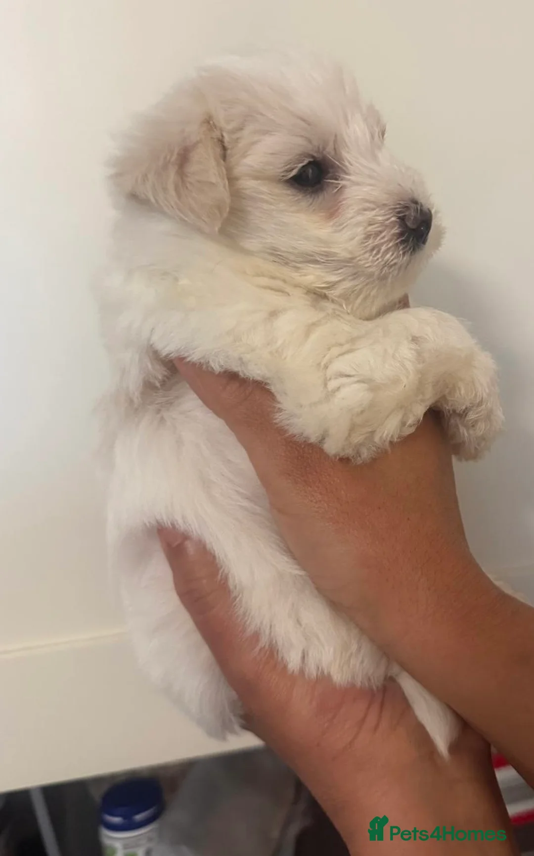 Mixed Breed dogs for sale: Puppies for sale  - Advert 10