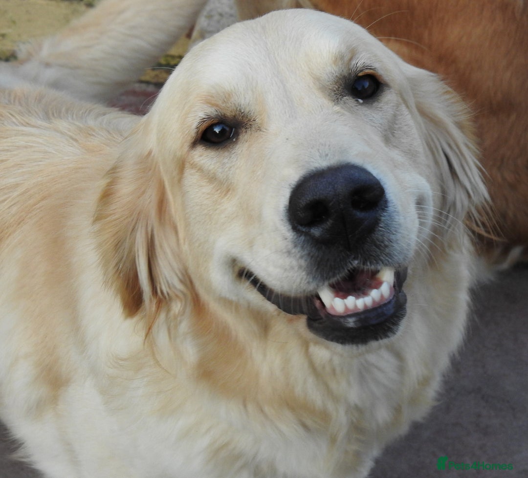 Golden Retriever dogs for sale: Golden retriever puppy - Image 6