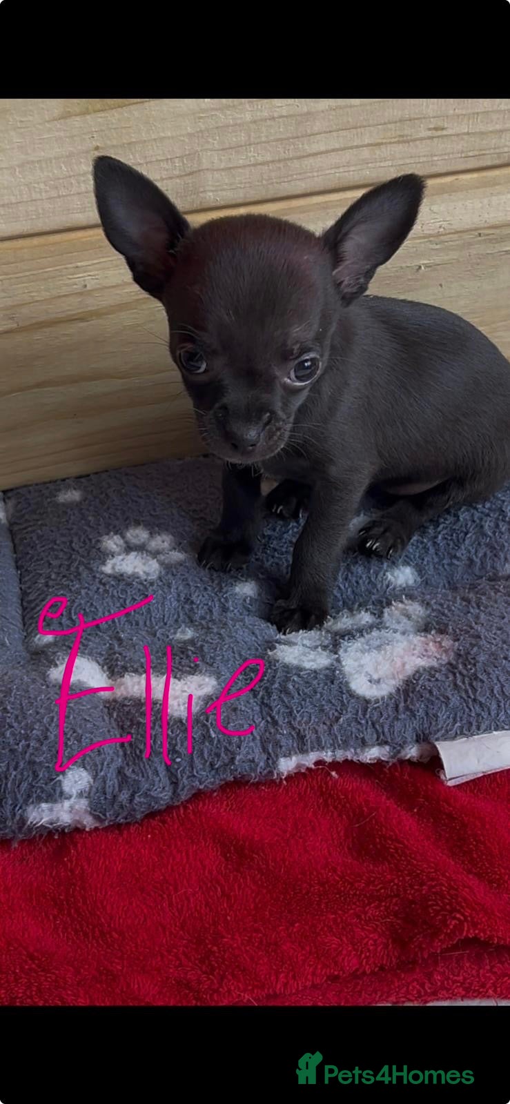 Chihuahua dogs Short Haired Chihuahua Apple Head KC Reg Puppies - Advert 2
