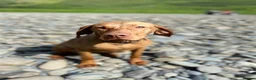 Hungarian Vizsla dogs for sale: 🐶Adorable KC Vizsla Puppies heart 💗🩵 in Machynlleth - Advert 14