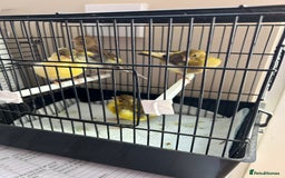 Canaries birds for sale: BEAUTIFUL FIFE CANARIES - Image 7