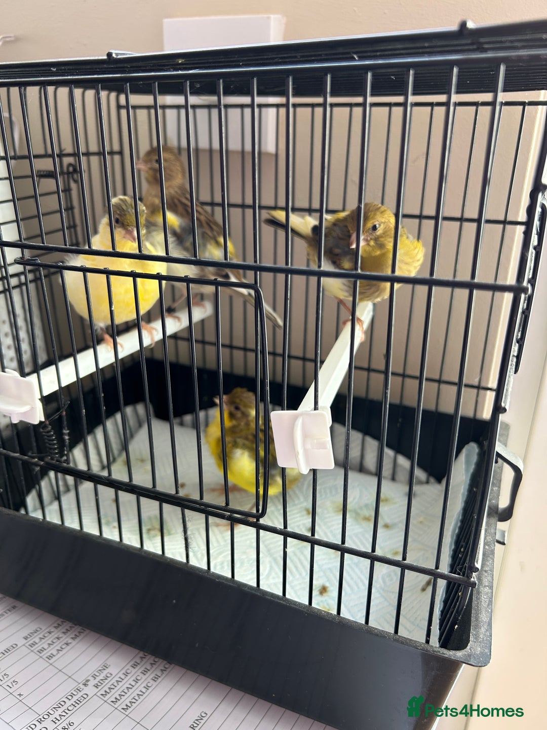 Canaries birds for sale: BEAUTIFUL FIFE CANARIES - Image 7