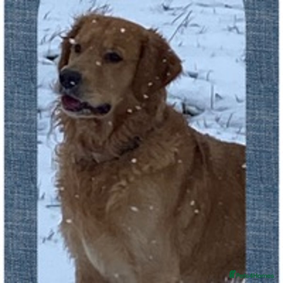 Golden Retriever dogs for stud: stunning dark golden stud in Bury Saint Edmunds - Advert 4