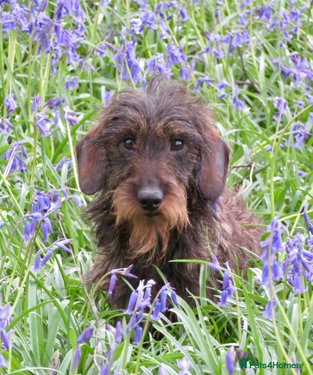 Miniature Dachshund dogs for stud: Digby - Advert 2