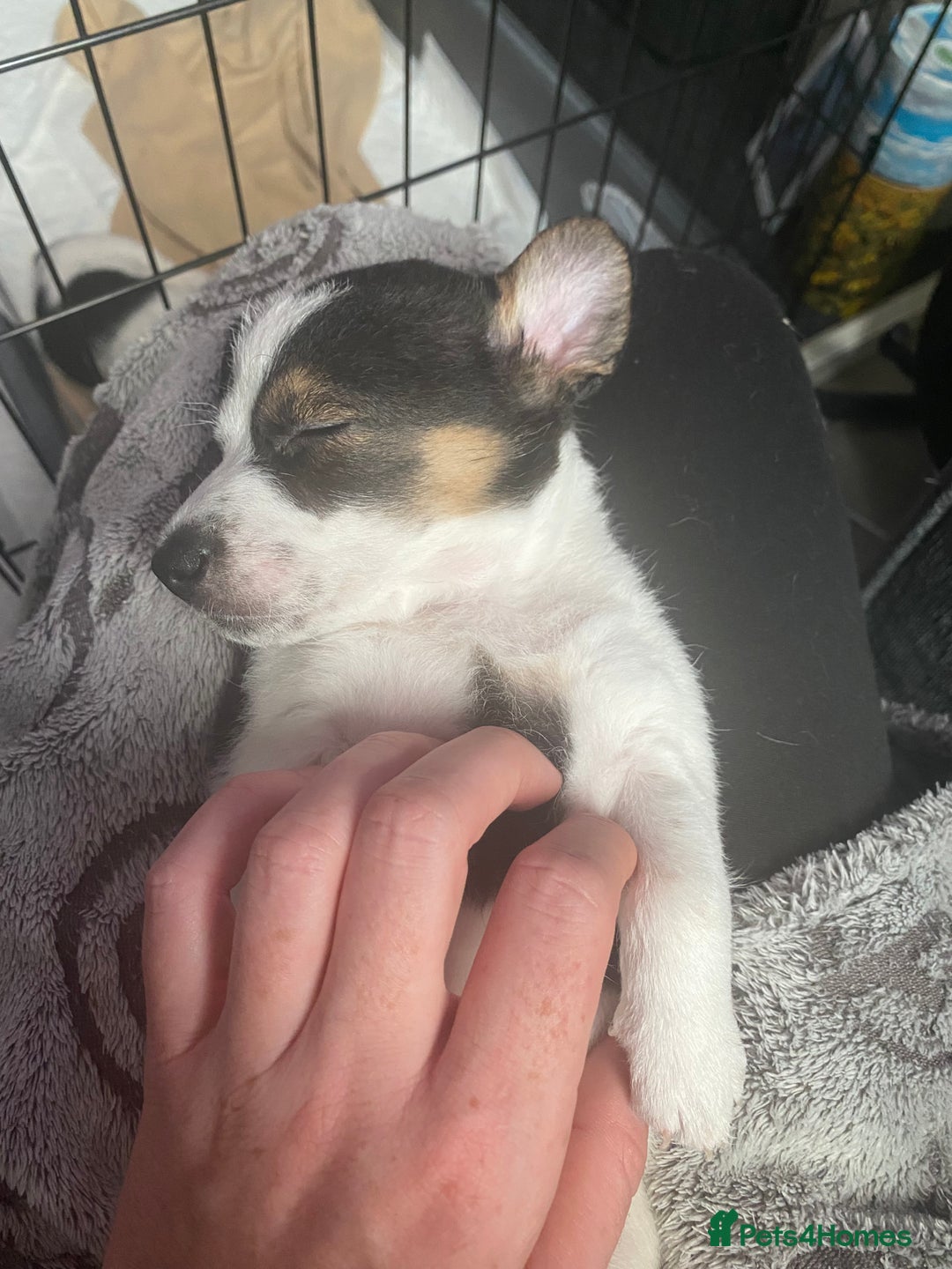 Jack Russell dogs for sale: Jack Russell puppies 1 male 1 female - Image 6