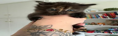 Female Calico Kitten