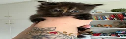 Mixed Breed cats for sale: Beautiful litter of fluffy kittens  - Advert 6