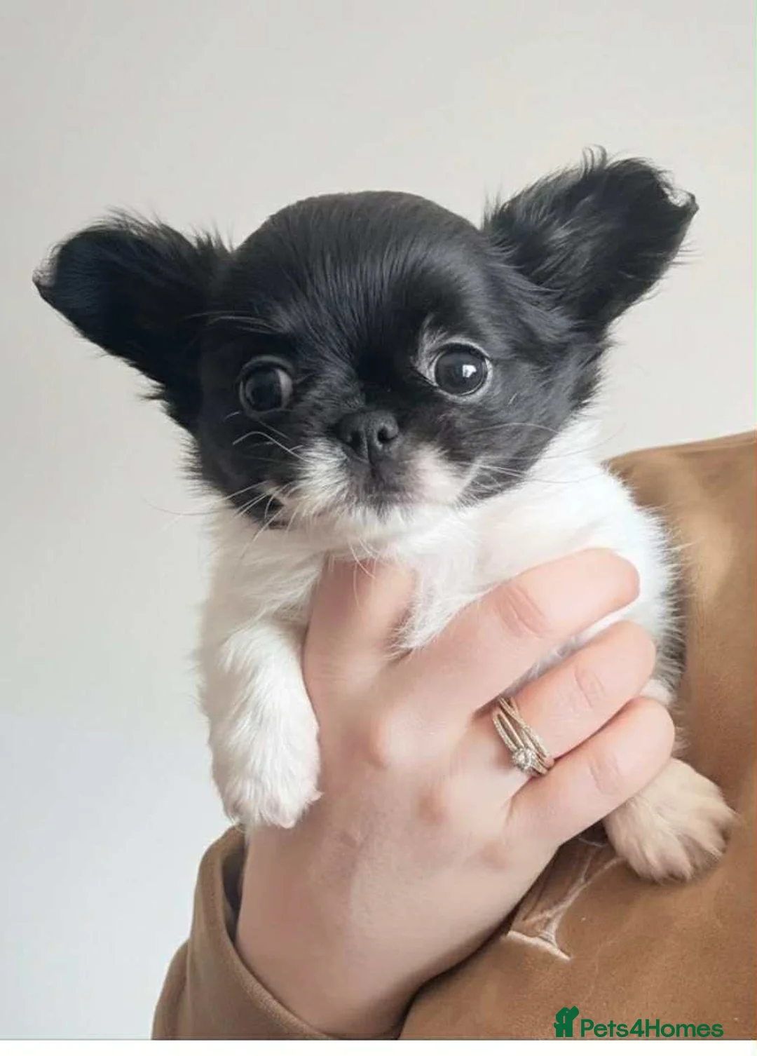 Chihuahua dogs for sale: Chihuahua  - Advert 11