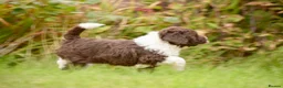 Spanish Water Dog dogs for sale: KC Spanish Water Dog Pups-Coastal Raised with ENS  - Advert 27