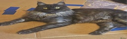 Maine Coon cats for sale: Champion bloodline maine coon kittens TICA - Advert 2