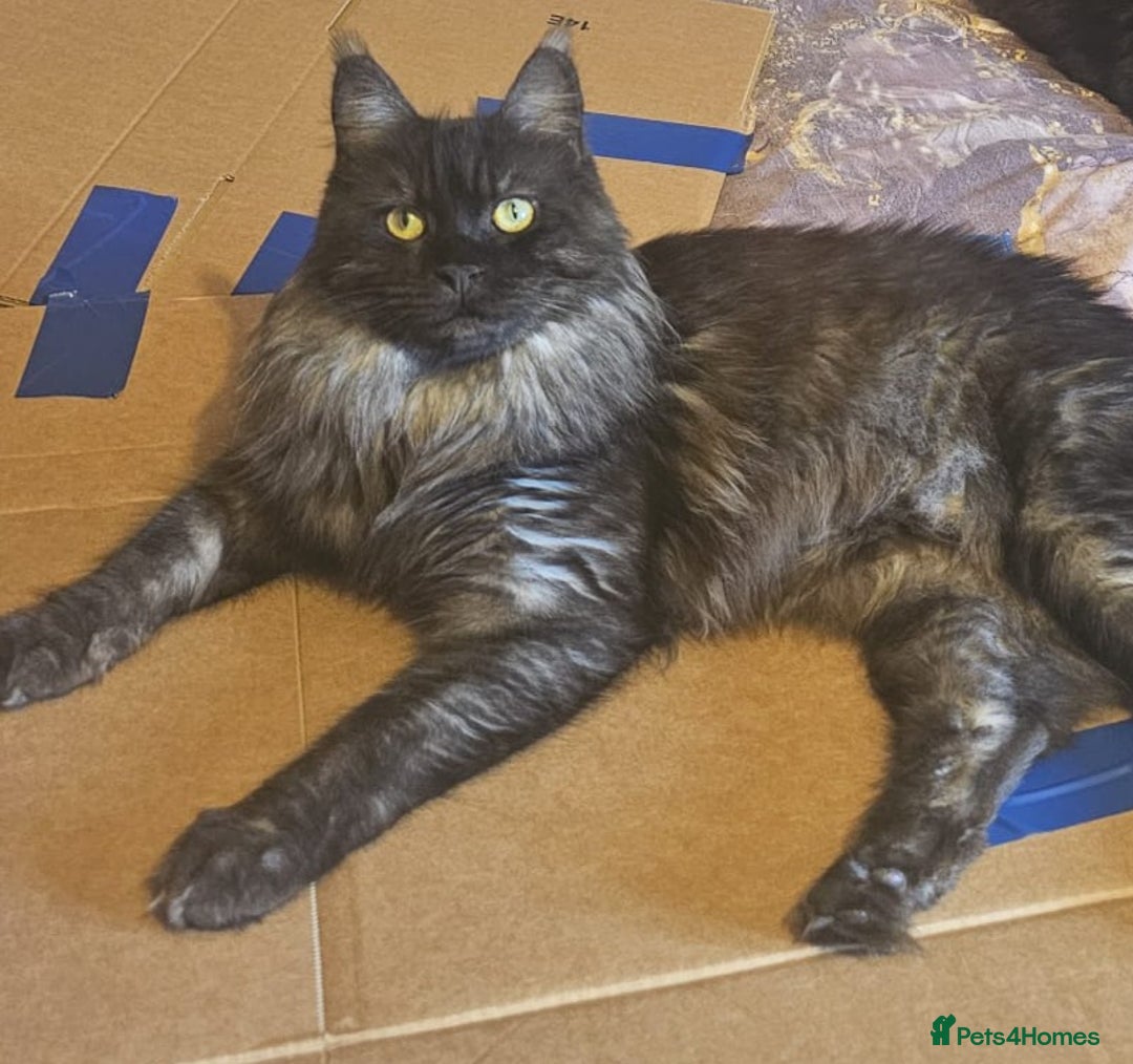 Maine Coon cats for sale: Champion bloodline maine coon kittens TICA - Advert 2