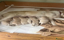 Golden Retriever dogs for sale: Golden Retriever huge big boned male puppy - Advert 1