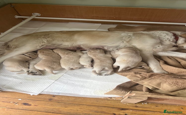 Golden Retriever dogs Golden Retriever huge big boned male puppy - Advert 1