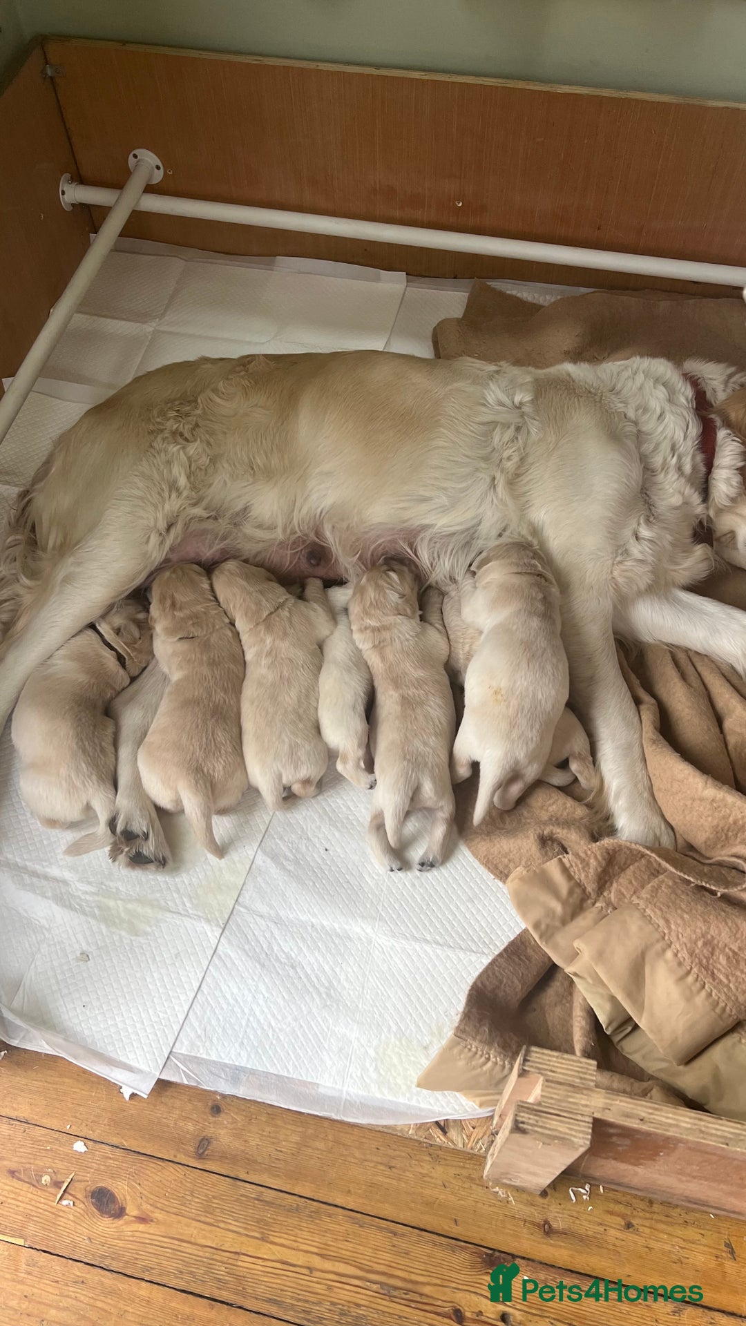 Golden Retriever dogs for sale: Golden Retriever huge big boned male puppy - Advert 1