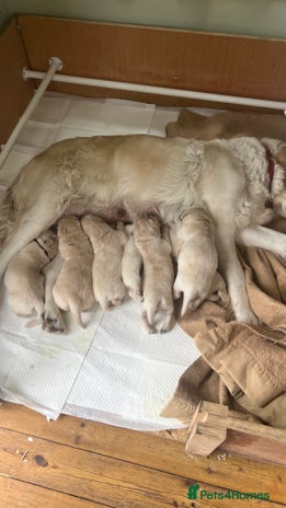 Golden Retriever dogs Golden Retriever huge big boned male puppy - Advert 1