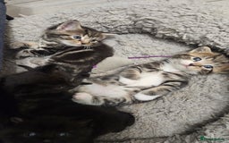 Mixed Breed cats for sale: Kittens 😸  - Advert 2