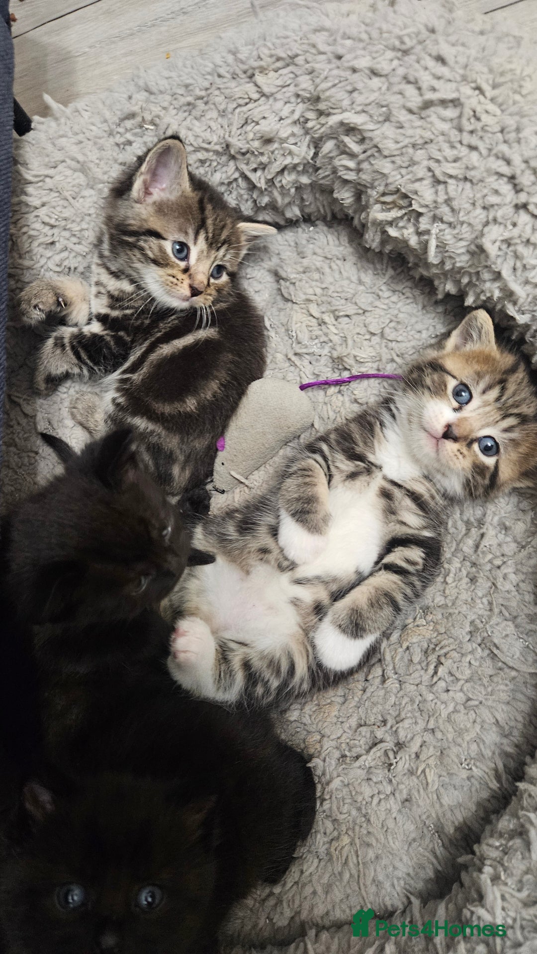 Mixed Breed cats for sale: Kittens 😸  - Advert 2