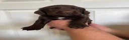 Cocker Spaniel dogs for sale: Beautiful Working Cocker KC Registered pups - Advert 9