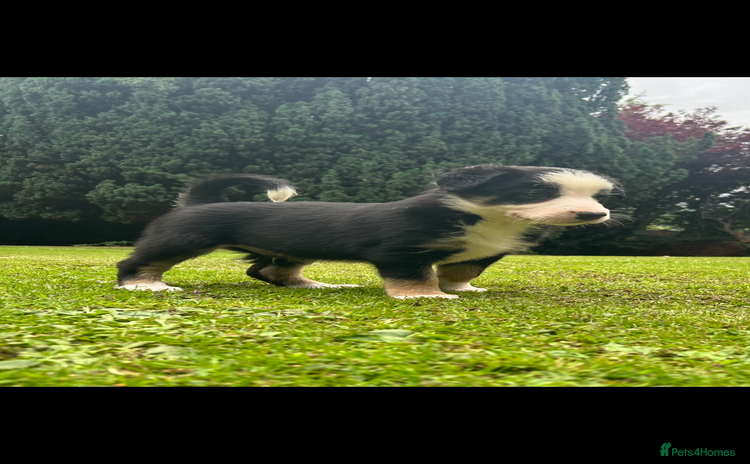 Border Collie dogs - Advert 2