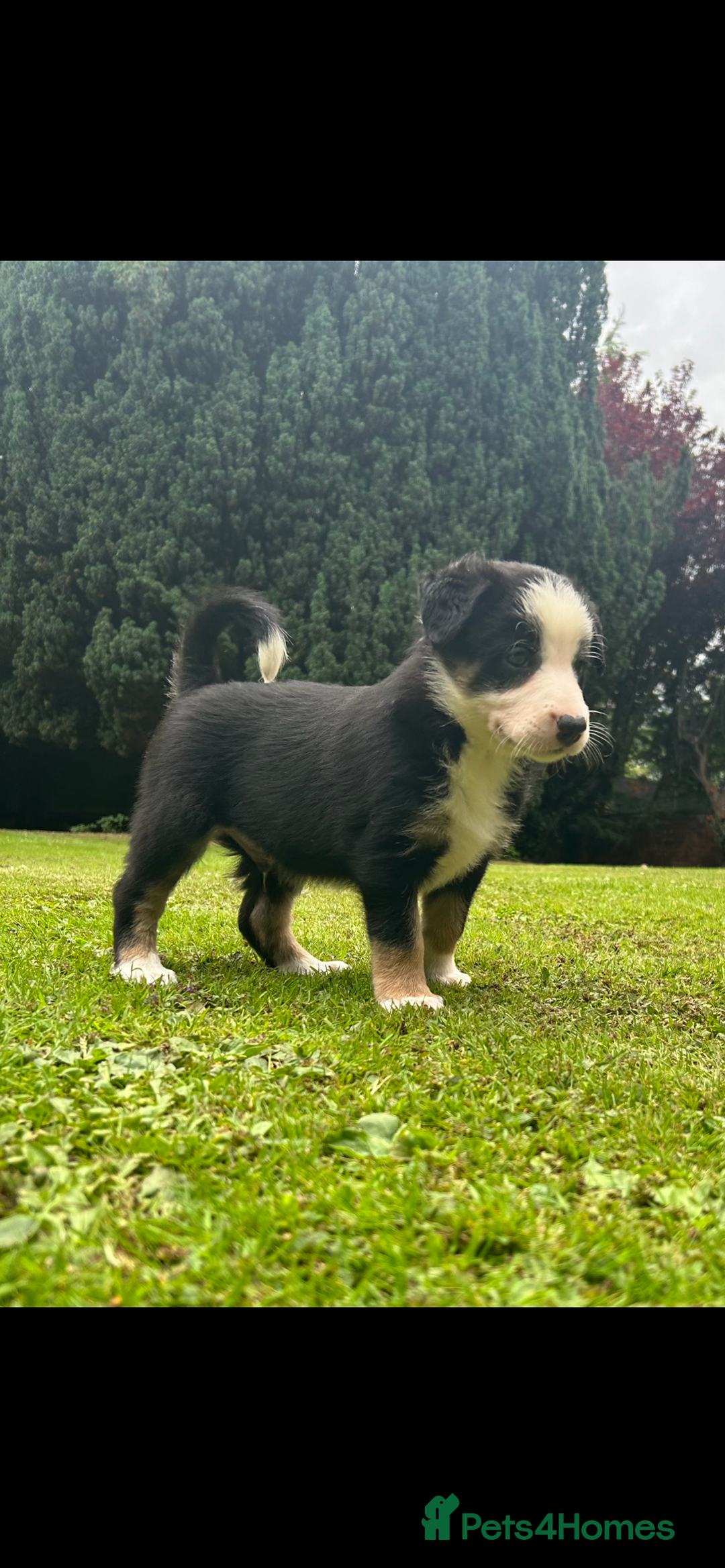 Border Collie dogs for sale: Gorgeous Border Collie Puppies  - Image 38
