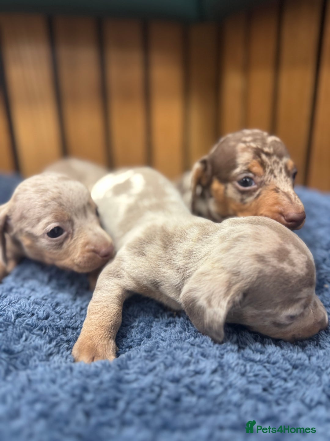 Miniature Dachshund dogs for sale: 5⭐️ licensed breeder - dapple miniaturedachshunds  - Image 5