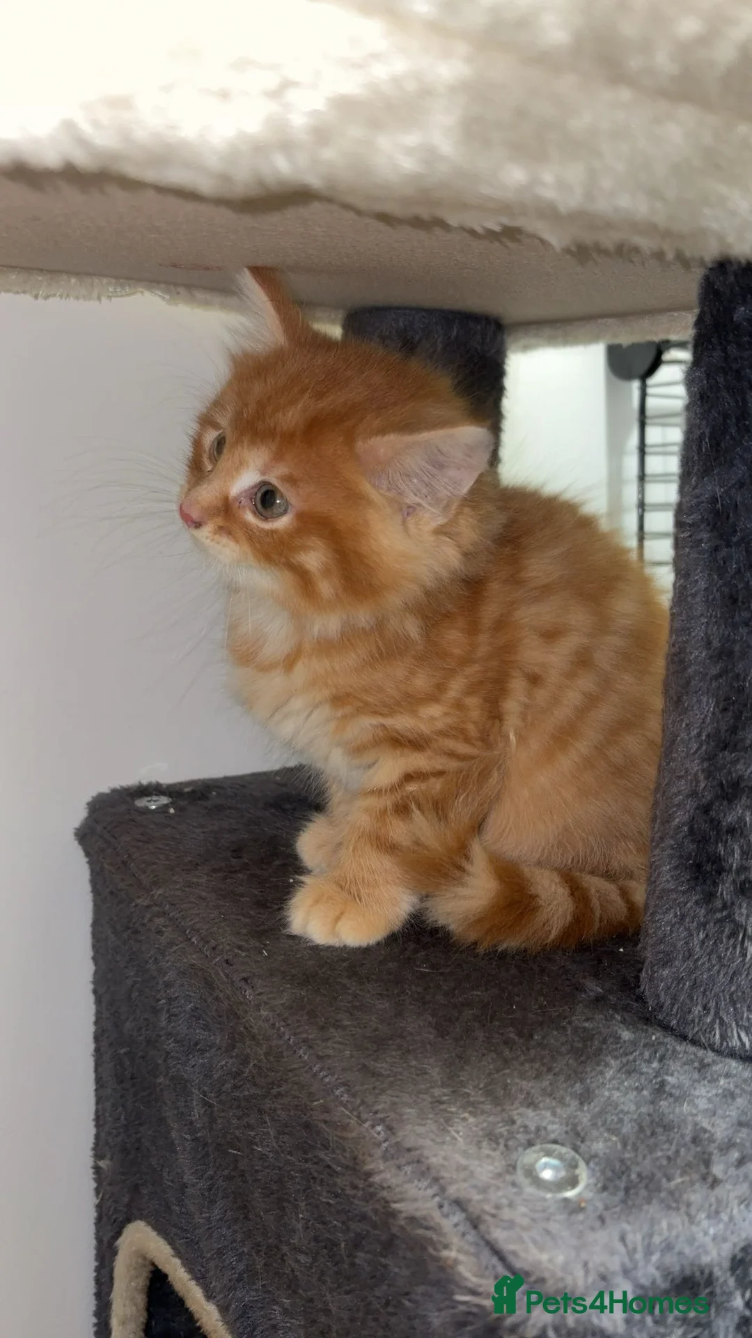 American Shorthair cats for sale: X2 Male Ginger Kittens - Ready to leave! 🐈 - Advert 6