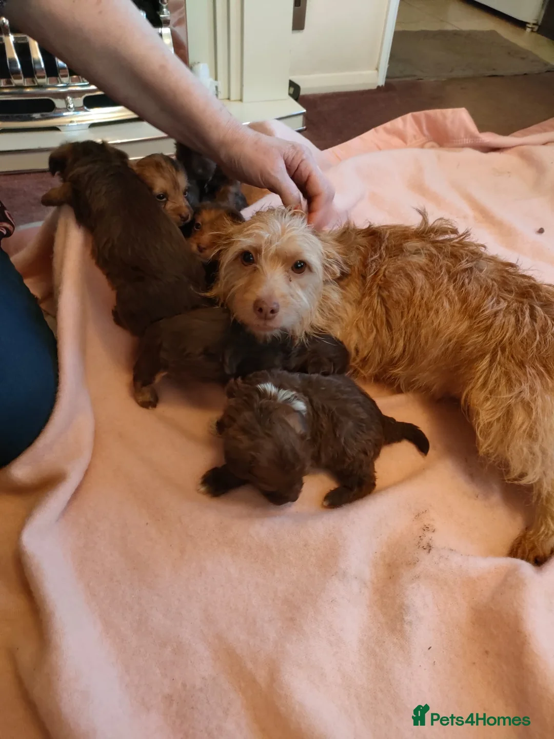 Toy Poodle dogs for stud: Quinn Red & white Toy Poodle for Stud ONLY. in Northampton - Advert 20
