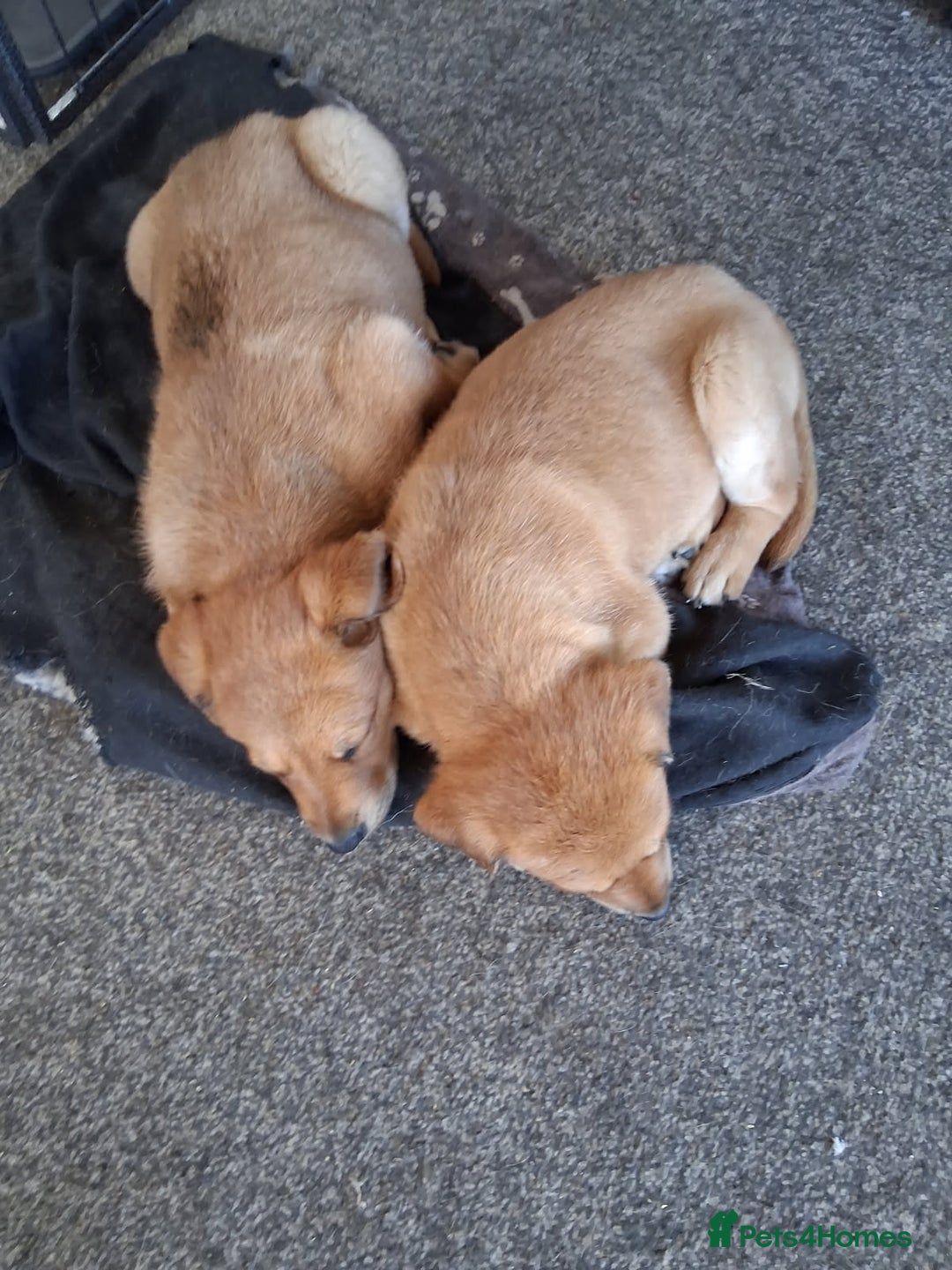 Mixed Breed dogs for sale: Rottweiler mix whippet - Image 1