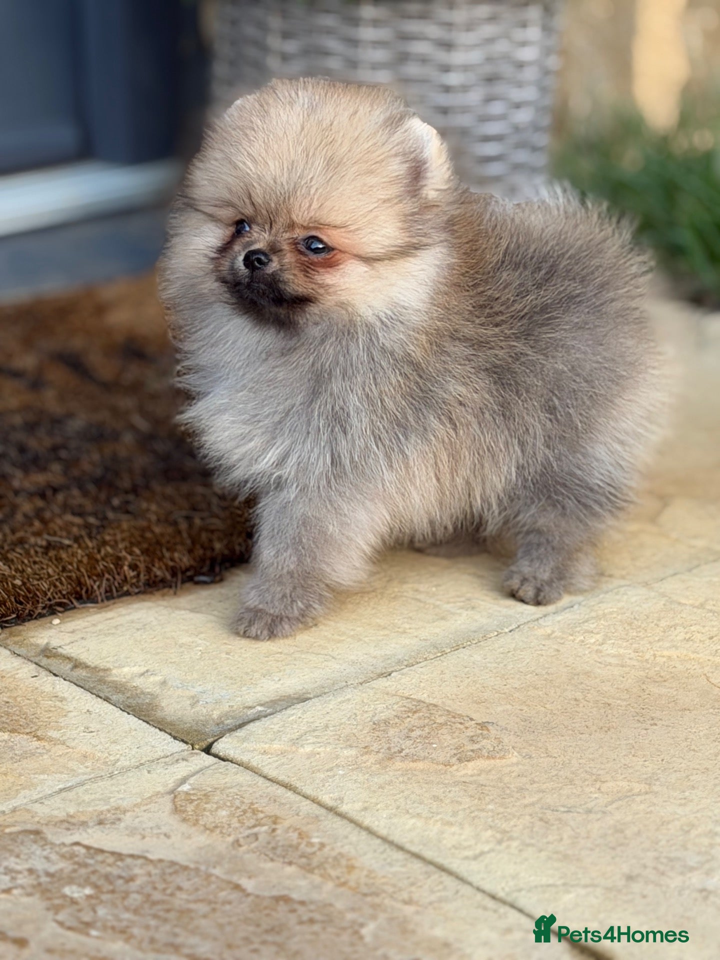 Pomeranian dogs for sale: Micro size teddy  face  - Advert 1
