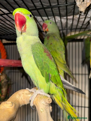 Parrots birds Hand Reared Baby Alexandrine Parrots in Newcastle upon Tyne - Advert 3
