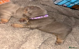 English Bulldog dogs for sale: Chunky English bulldog puppies!! - Image 4