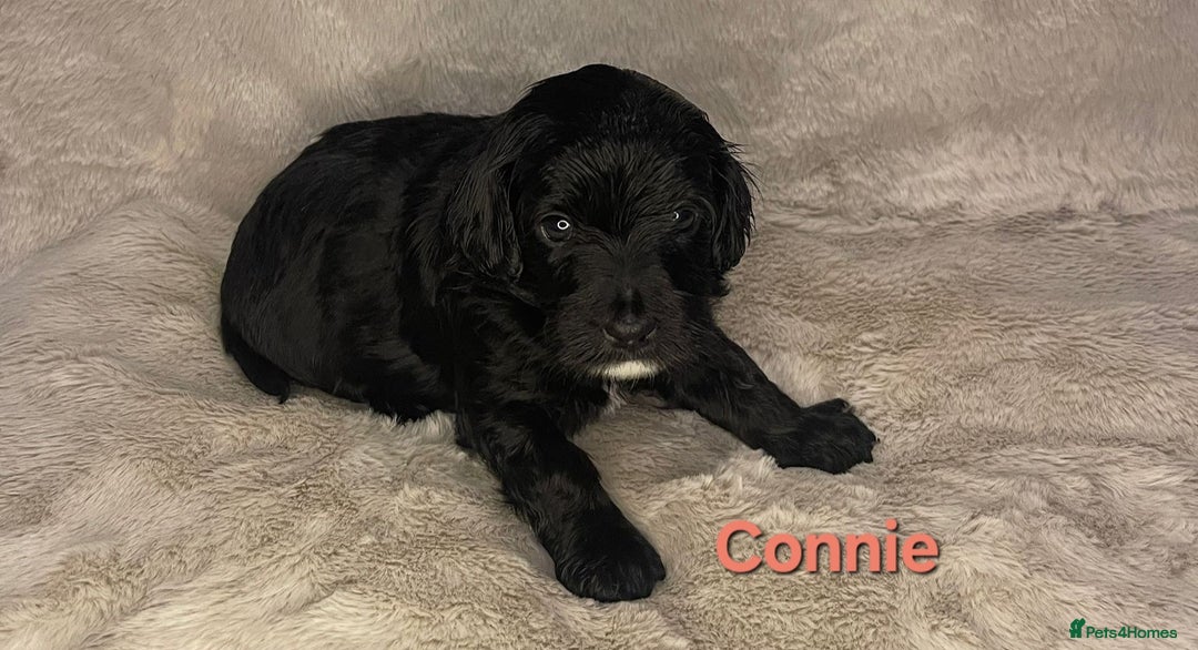 Cockapoo dogs for sale: Adorable cockapoo puppies - Image 3